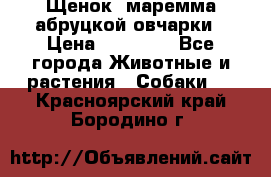 Щенок  маремма абруцкой овчарки › Цена ­ 50 000 - Все города Животные и растения » Собаки   . Красноярский край,Бородино г.